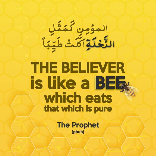 The Prophet Said About the Believer Like a Bee