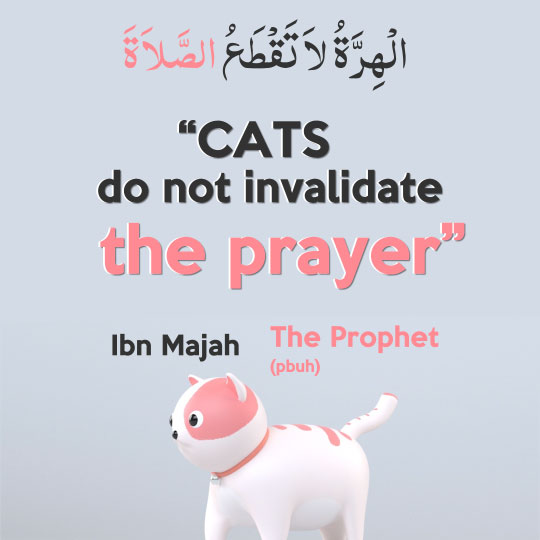 The Prophet said about Cats